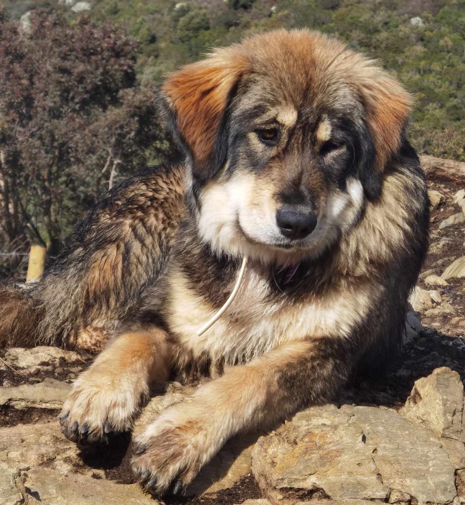 Les Cane da pastore della sila de l'affixe de la Vallée du Dragon Blanc