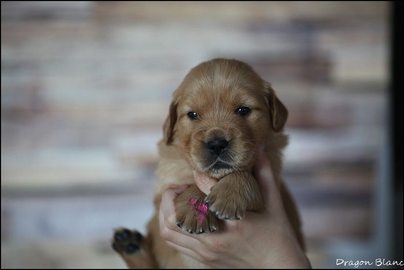 de la Vallée du Dragon Blanc - Available Puppies - Golden Retriever