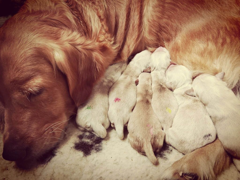 chiot Golden Retriever de la Vallée du Dragon Blanc