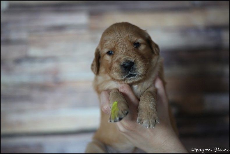 de la Vallée du Dragon Blanc - Available Puppies - Golden Retriever