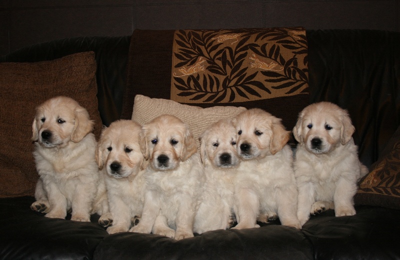 de la Vallée du Dragon Blanc - Golden Retriever - Portée née le 12/01/2010