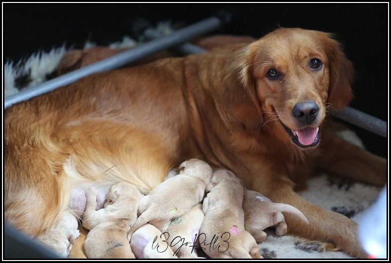 chiot Golden Retriever de la Vallée du Dragon Blanc