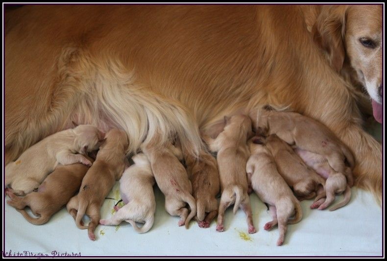 de la Vallée du Dragon Blanc - Golden Retriever - Portée née le 07/07/2015