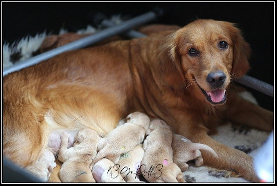 de la Vallée du Dragon Blanc - Golden Retriever - Portée née le 17/11/2022