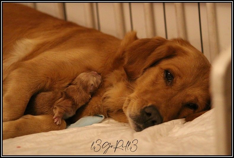 de la Vallée du Dragon Blanc - Golden Retriever - Portée née le 23/12/2020