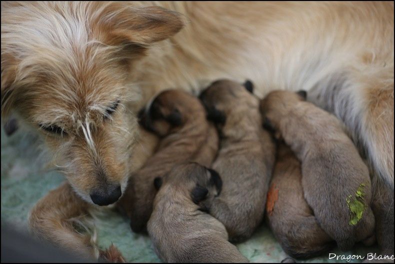 chiot Berger des Pyrenees à face rase de la Vallée du Dragon Blanc