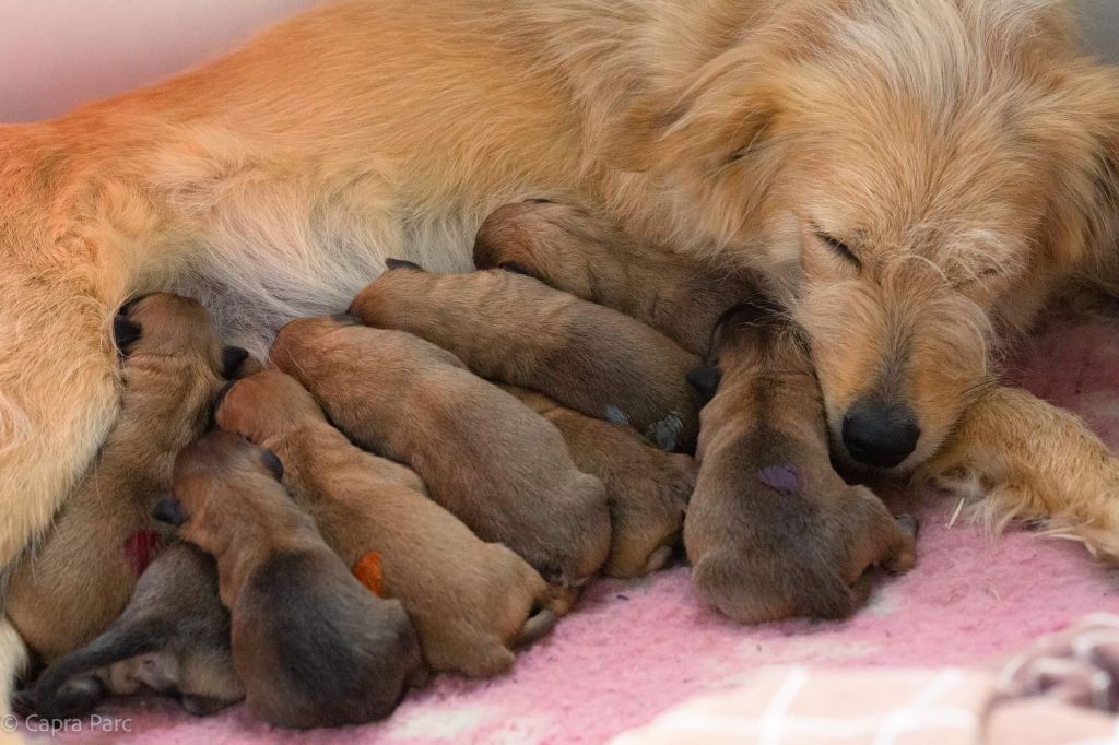 chiot Berger des Pyrenees à face rase de la Vallée du Dragon Blanc