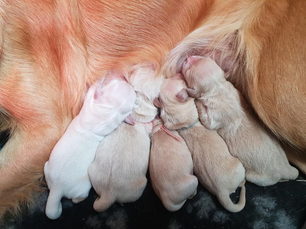 de la Vallée du Dragon Blanc - Golden Retriever - Portée née le 31/10/2018