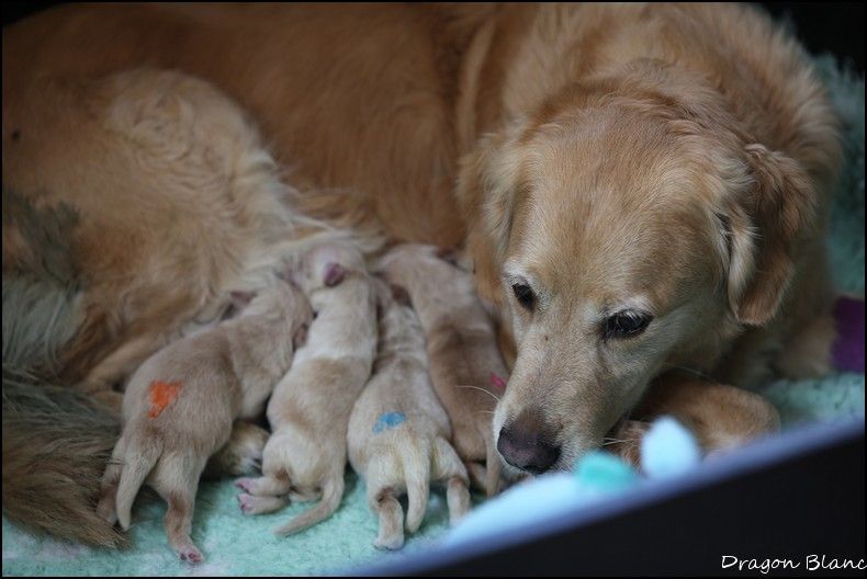 chiot Golden Retriever de la Vallée du Dragon Blanc