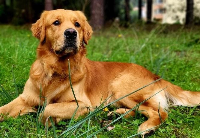 Thor dragon Du Fort De Bertheaume