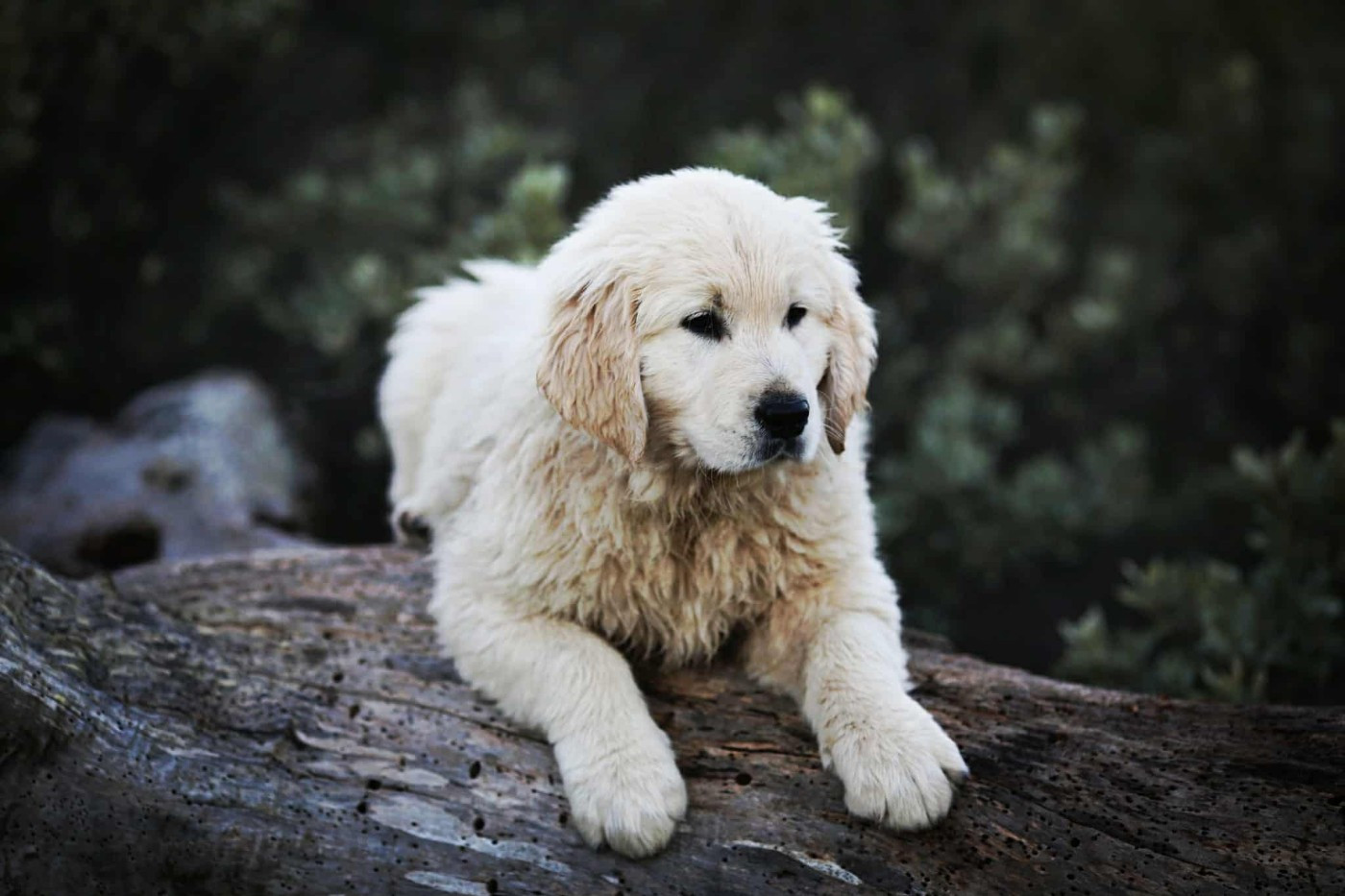Aegon's Dragon Des Puppys Goldens Love