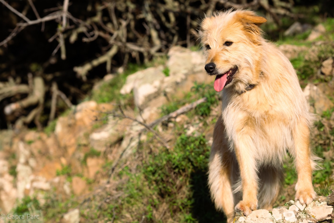 Confirmation de gestation pour Okarina fin 2025