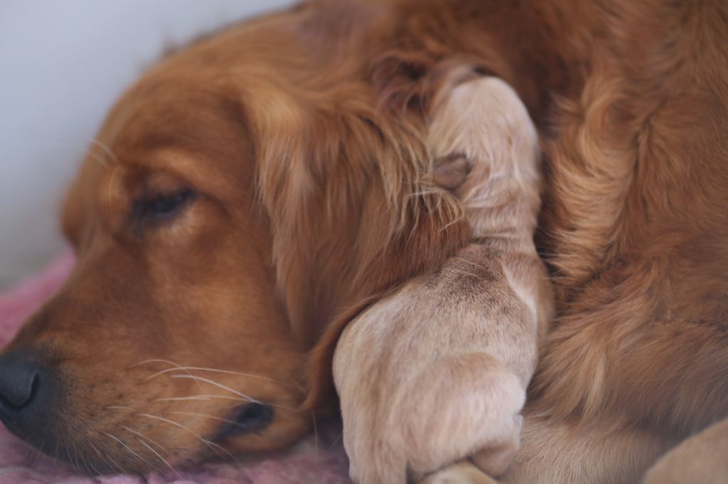 Chiot Golden Retriever de la Vallée du Dragon Blanc