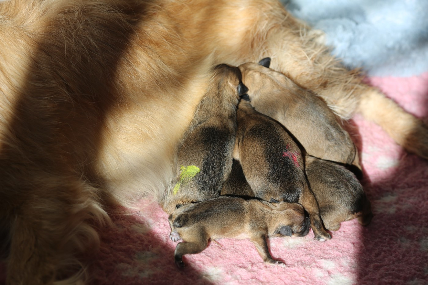 de la Vallée du Dragon Blanc - Chiots disponibles - Berger des Pyrenees à face rase