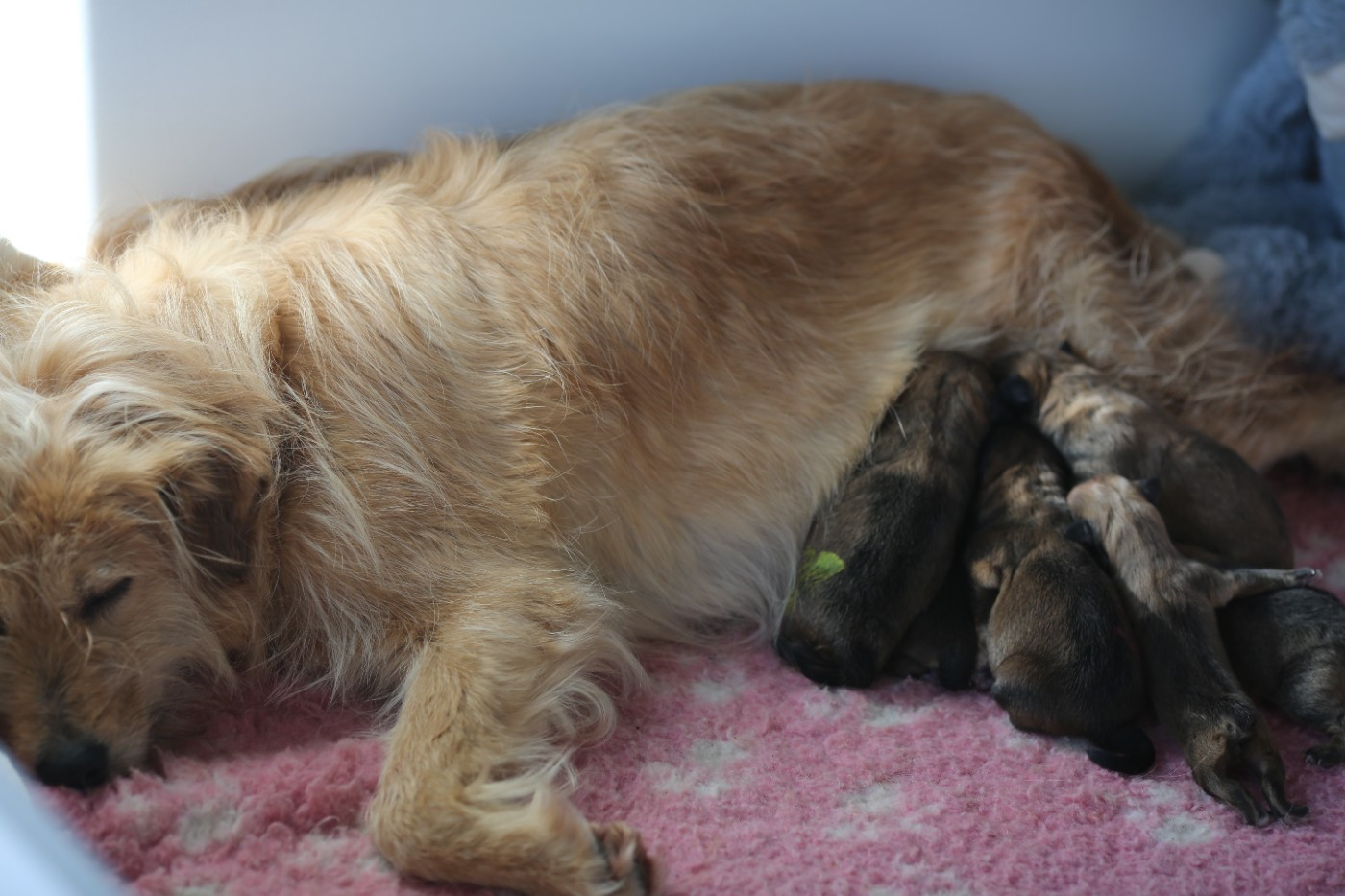 Chiot Berger des Pyrenees à face rase de la Vallée du Dragon Blanc