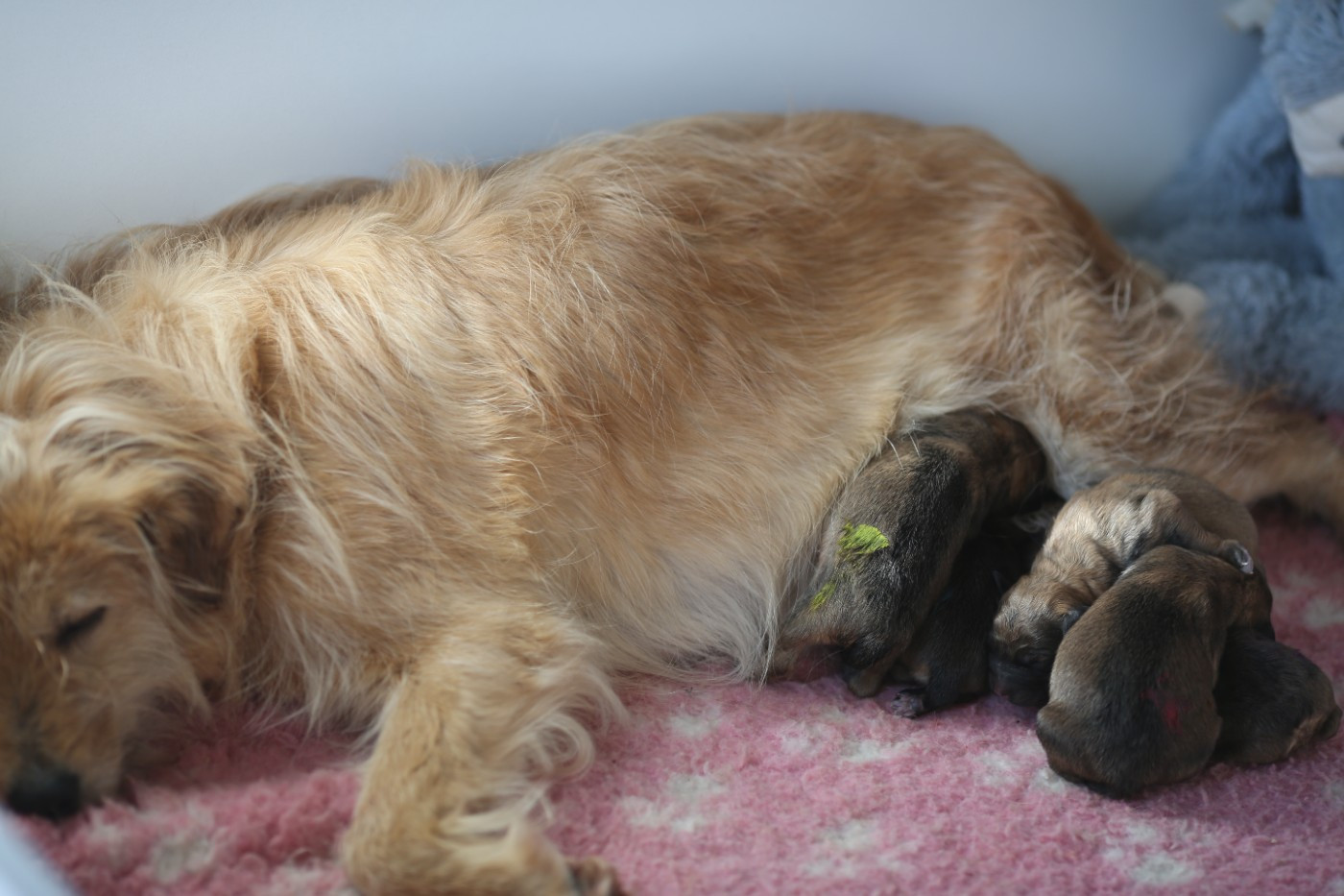 de la Vallée du Dragon Blanc - Chiots disponibles - Berger des Pyrenees à face rase