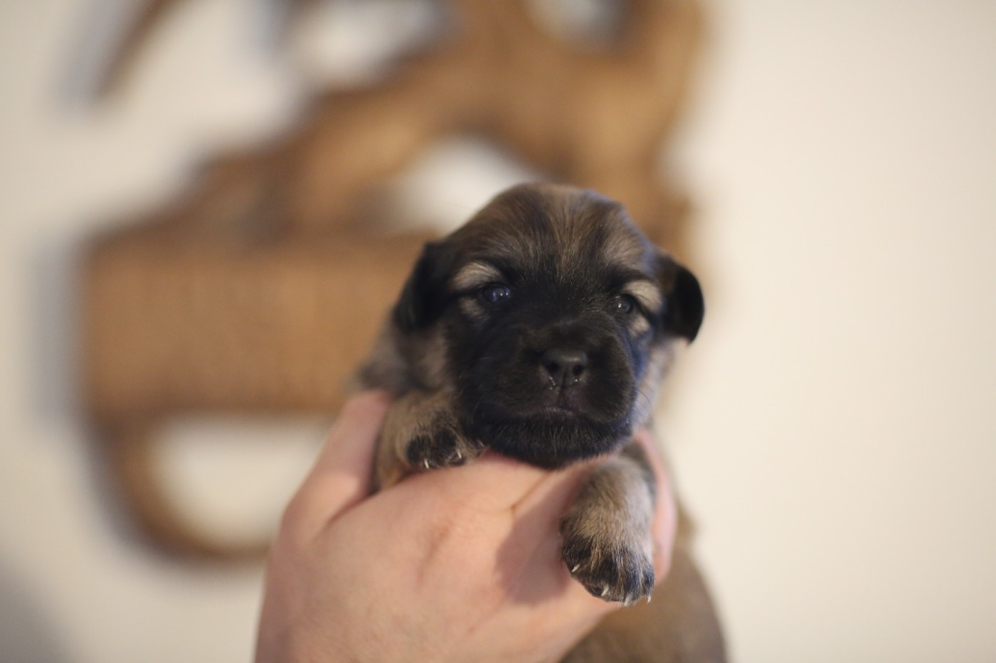 de la Vallée du Dragon Blanc - Chiots disponibles - Berger des Pyrenees à face rase