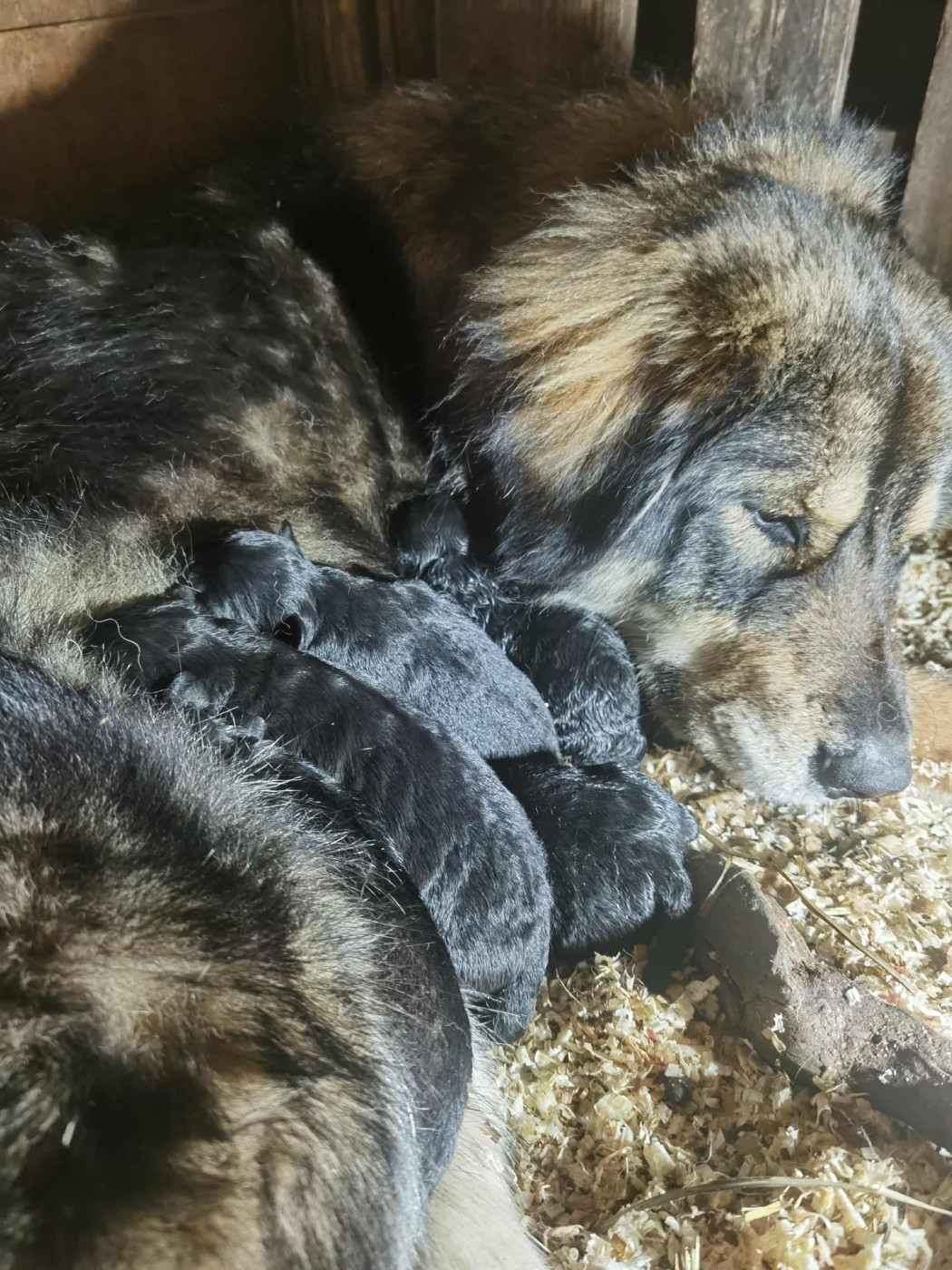 Chiot Cane da pastore della sila de la Vallée du Dragon Blanc