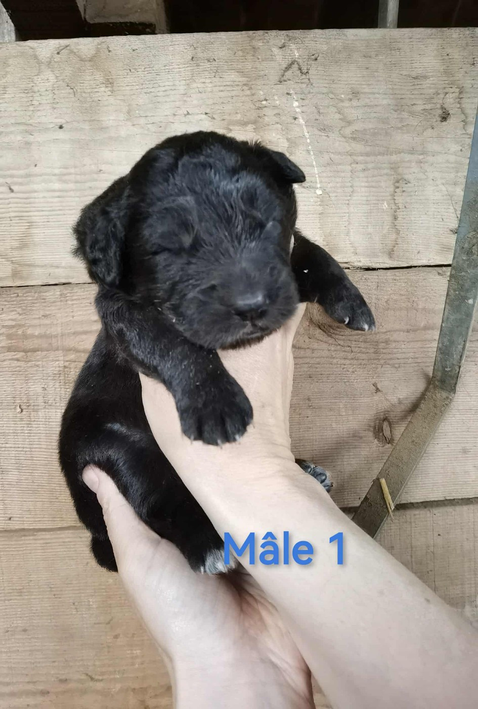 de la Vallée du Dragon Blanc - Chiots disponibles - Cane da pastore della sila