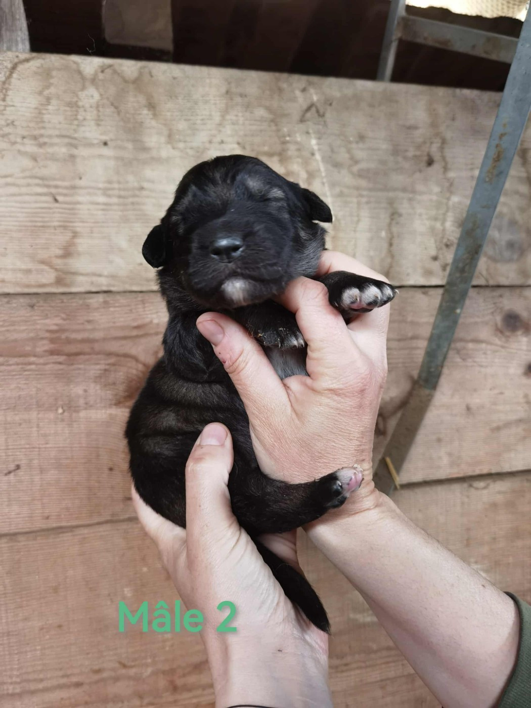de la Vallée du Dragon Blanc - Chiots disponibles - Cane da pastore della sila