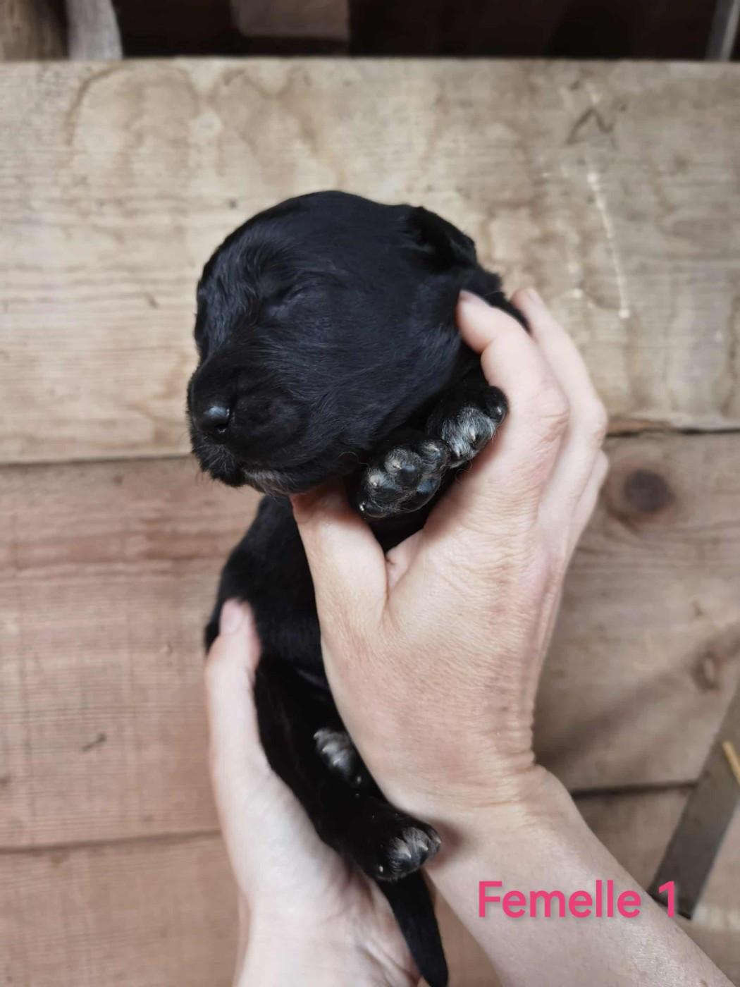 de la Vallée du Dragon Blanc - Chiots disponibles - Cane da pastore della sila