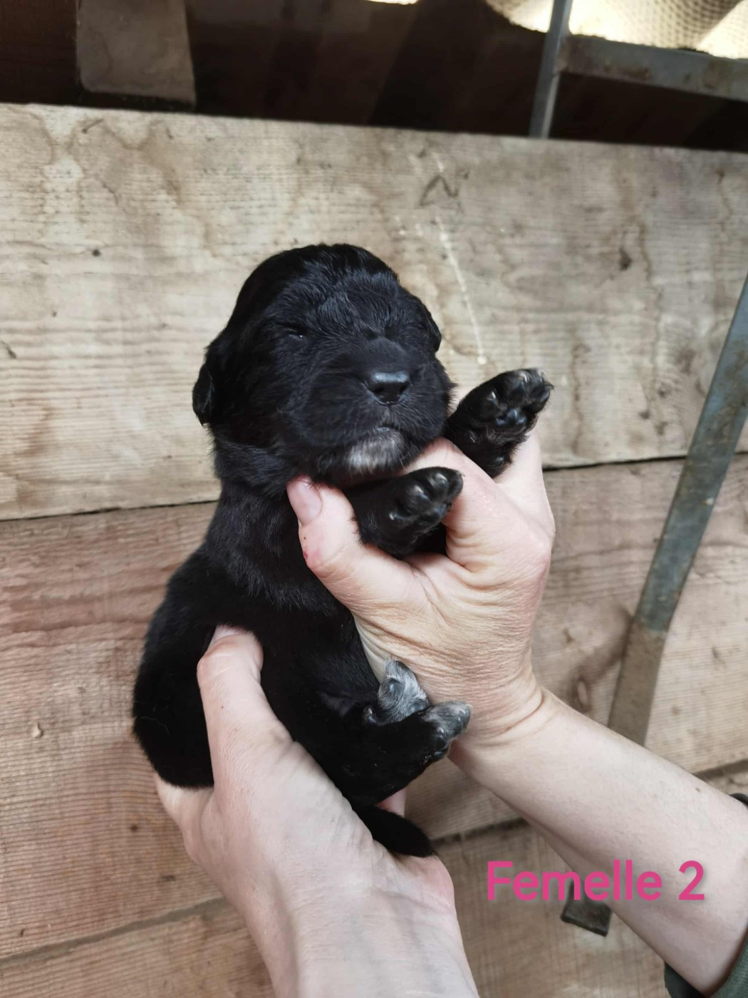 de la Vallée du Dragon Blanc - Chiots disponibles - Cane da pastore della sila