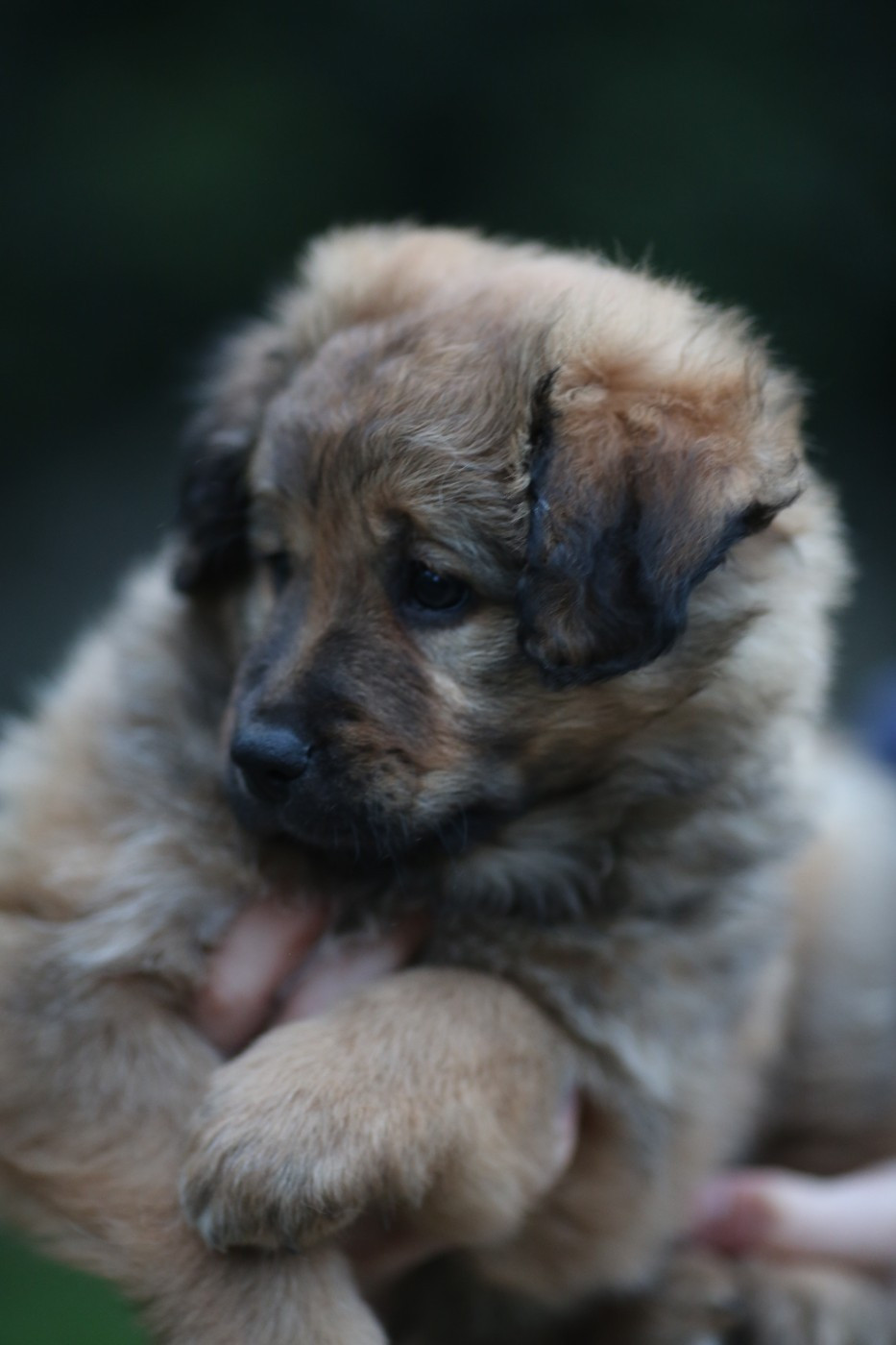 de la Vallée du Dragon Blanc - Chiots disponibles - Berger des Pyrenees à face rase