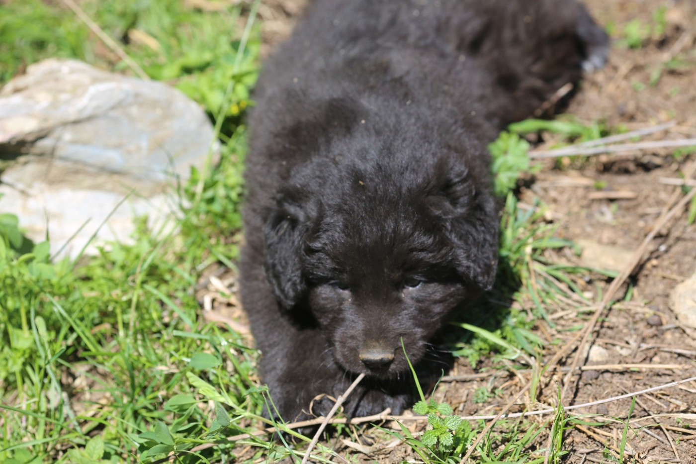 de la Vallée du Dragon Blanc - Chiots disponibles - Cane da pastore della sila