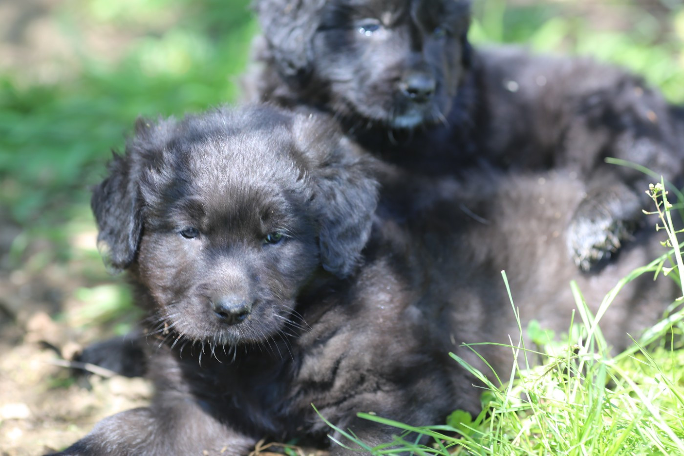 de la Vallée du Dragon Blanc - Chiots disponibles - Cane da pastore della sila