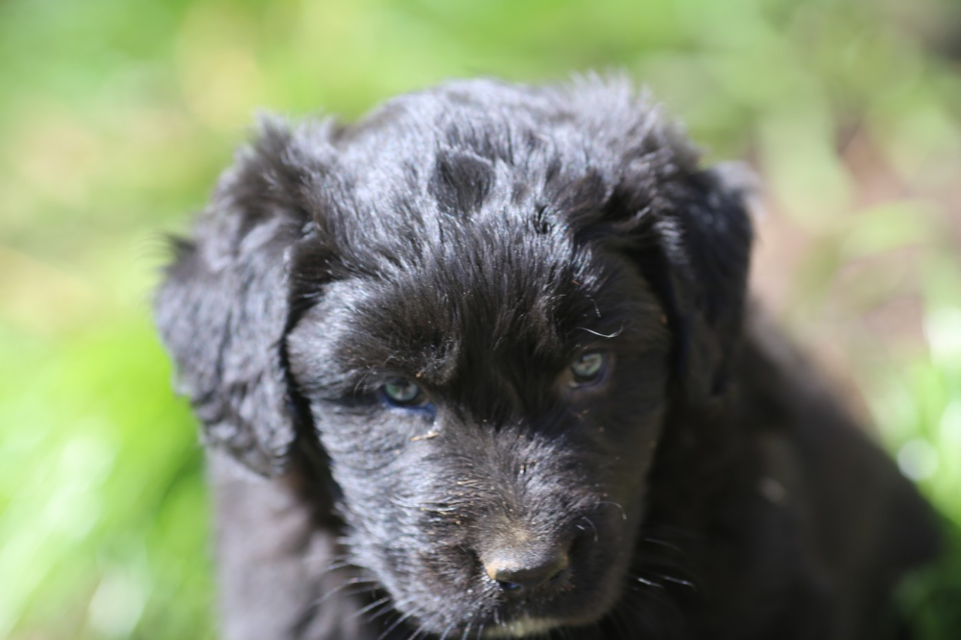 de la Vallée du Dragon Blanc - Chiots disponibles - Cane da pastore della sila