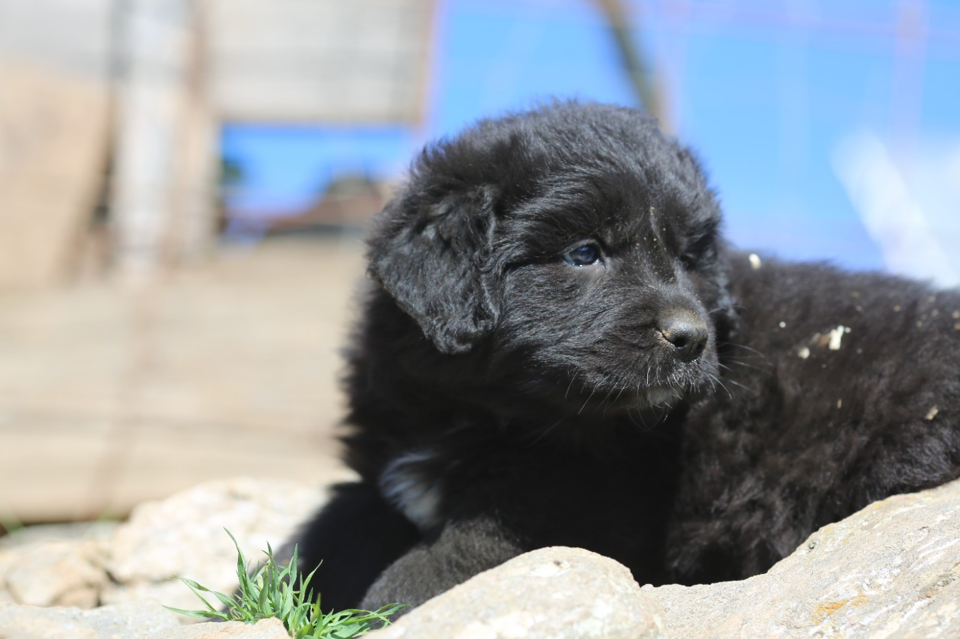de la Vallée du Dragon Blanc - Chiots disponibles - Cane da pastore della sila