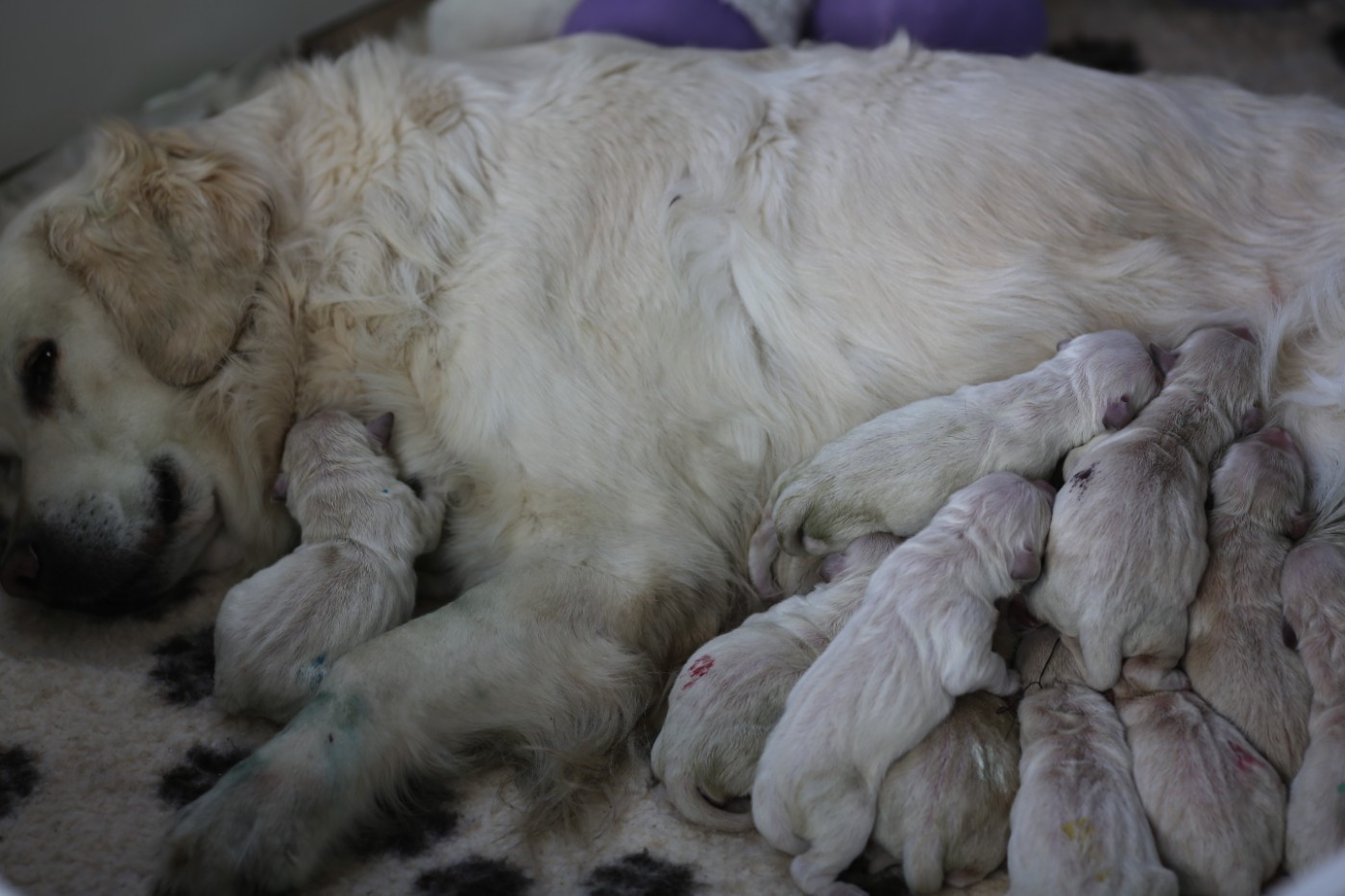 de la Vallée du Dragon Blanc - Chiots disponibles - Golden Retriever