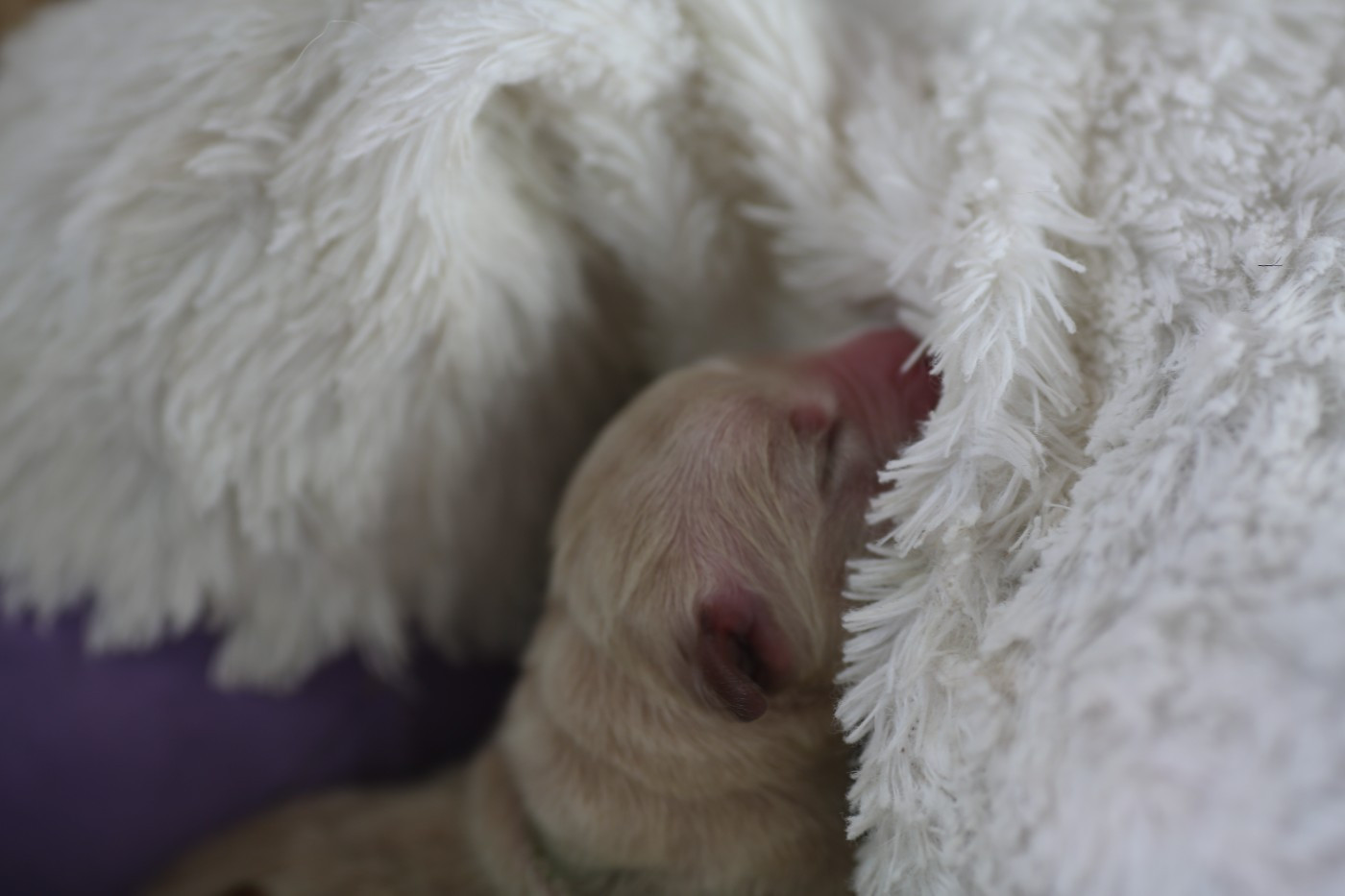 de la Vallée du Dragon Blanc - Chiots disponibles - Golden Retriever