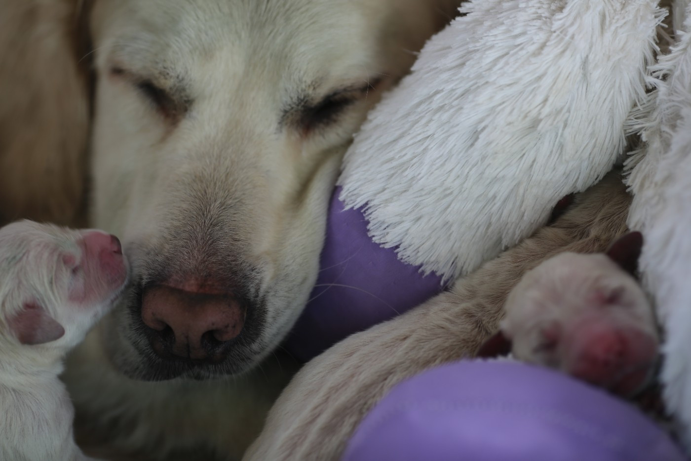 de la Vallée du Dragon Blanc - Chiots disponibles - Golden Retriever