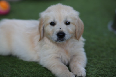Barney