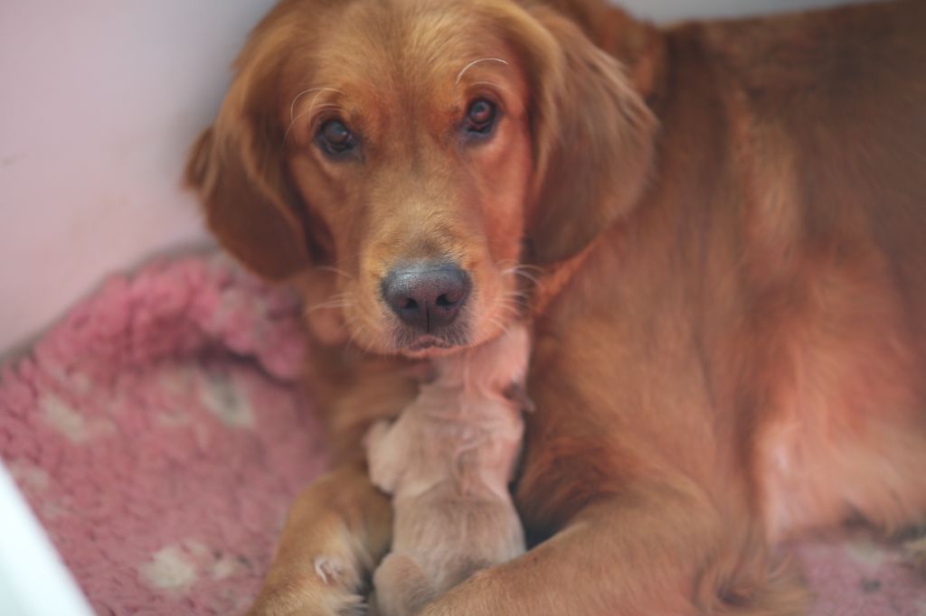 de la Vallée du Dragon Blanc - Chiots disponibles - Golden Retriever